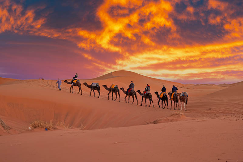 A camel train moving through the desert against a sunset sky.