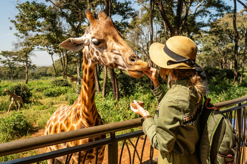 A giraffe being fed from a treehouse by a traveller.